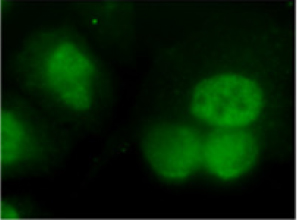 Immunocytochemistry/ Immunofluorescence - Anti-ILF1 antibody (AB5298), expandable thumbnail