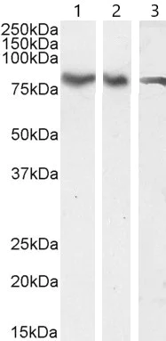 Western blot - Anti-ILF1 antibody (AB5298)