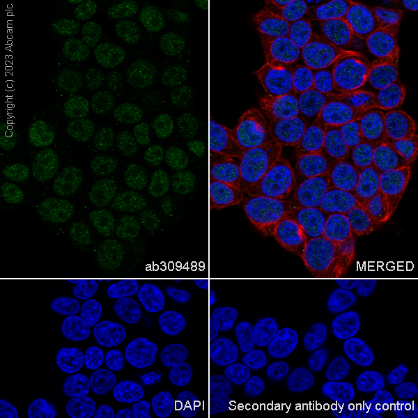 Immunocytochemistry/ Immunofluorescence - Anti-ILF1 antibody [EPR27321-60] (ab309489), expandable thumbnail