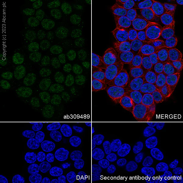 Immunocytochemistry/ Immunofluorescence - Anti-ILF1 antibody [EPR27321-60] (AB309489)