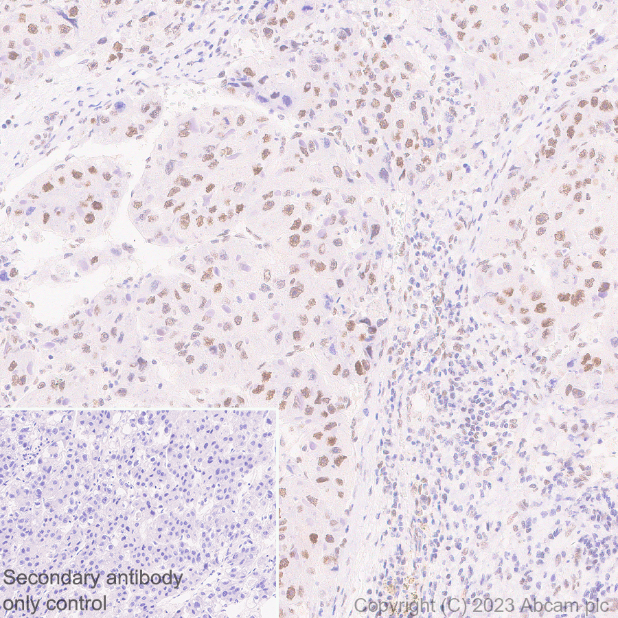 Immunohistochemistry (Formalin/PFA-fixed paraffin-embedded sections) - Anti-ILF1 antibody [EPR27321-60] (AB309489), expandable thumbnail