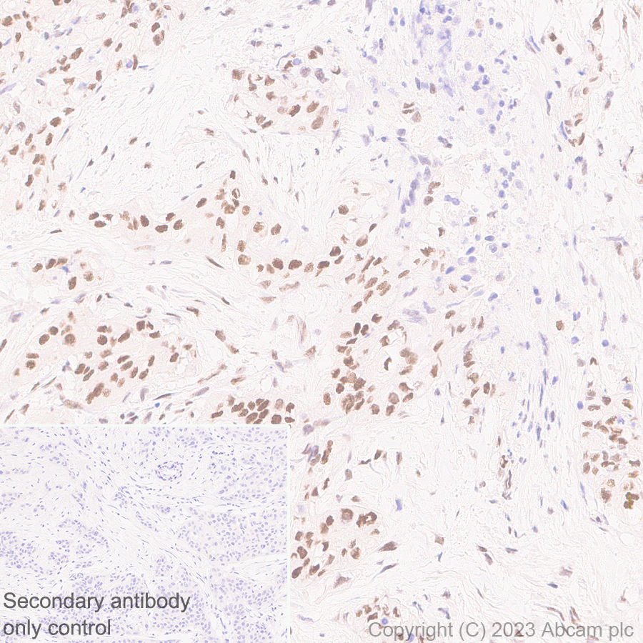 Immunohistochemistry (Formalin/PFA-fixed paraffin-embedded sections) - Anti-ILF1 antibody [EPR27321-60] (AB309489), expandable thumbnail