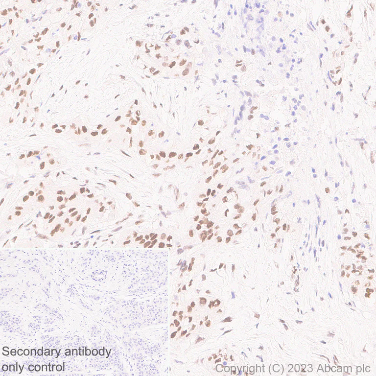 Immunohistochemistry (Formalin/PFA-fixed paraffin-embedded sections) - Anti-ILF1 antibody [EPR27321-60] (AB309489)