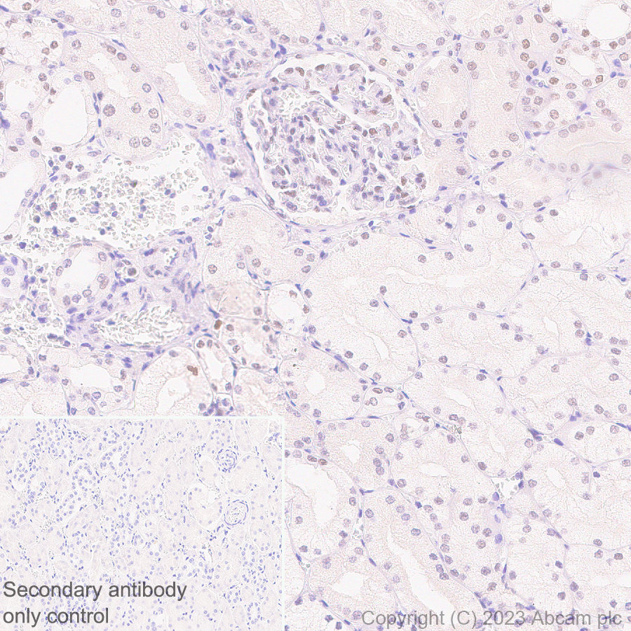 Immunohistochemistry (Formalin/PFA-fixed paraffin-embedded sections) - Anti-ILF1 antibody [EPR27321-60] (AB309489), expandable thumbnail