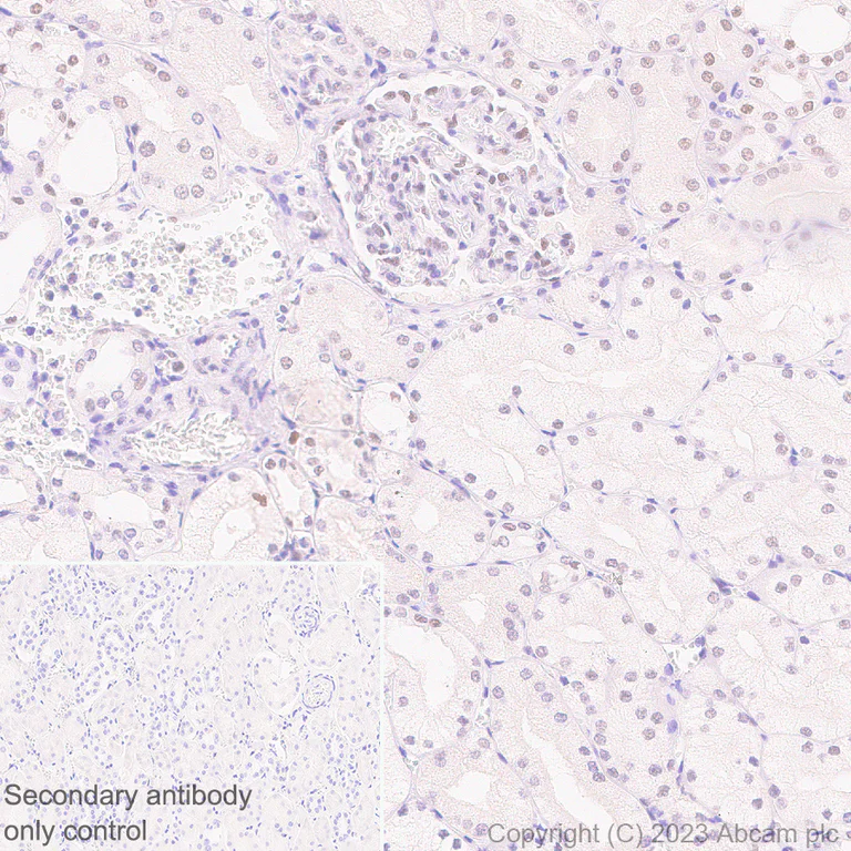 Immunohistochemistry (Formalin/PFA-fixed paraffin-embedded sections) - Anti-ILF1 antibody [EPR27321-60] (AB309489)