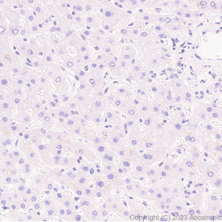 Immunohistochemistry (Formalin/PFA-fixed paraffin-embedded sections) - Anti-ILF1 antibody [EPR27321-60] (AB309489)