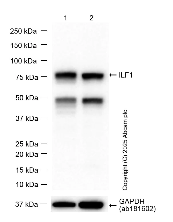 Western blot - Anti-ILF1 antibody [EPR27321-60] (AB309489)