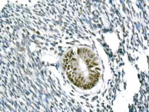Immunohistochemistry (Formalin/PFA-fixed paraffin-embedded sections) - Anti-ILF2/NF45 antibody [EPR10694(B)] - BSA and Azide free (AB249069)