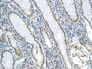 Immunohistochemistry (Formalin/PFA-fixed paraffin-embedded sections) - Anti-ILF2/NF45 antibody [EPR10694(B)] - BSA and Azide free (AB249069)