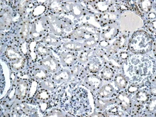 Immunohistochemistry (Formalin/PFA-fixed paraffin-embedded sections) - Anti-ILF2/NF45 antibody [EPR10694(B)] - BSA and Azide free (AB249069)