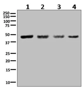 Western blot - Anti-ILF2/NF45 antibody [EPR10694(B)] - BSA and Azide free (AB249069)