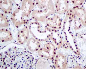 Immunohistochemistry (Formalin/PFA-fixed paraffin-embedded sections) - Anti-ILF2/NF45 antibody [EPR10695(B)] - BSA and Azide free (AB249101)