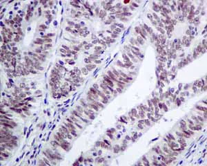 Immunohistochemistry (Formalin/PFA-fixed paraffin-embedded sections) - Anti-ILF2/NF45 antibody [EPR10695(B)] - BSA and Azide free (AB249101)