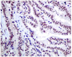 Immunohistochemistry (Formalin/PFA-fixed paraffin-embedded sections) - Anti-ILF2/NF45 antibody [EPR10695(B)] - BSA and Azide free (AB249101)