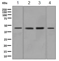Western blot - Anti-ILF2/NF45 antibody [EPR10695(B)] - BSA and Azide free (AB249101)