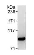 Immunoprecipitation - Anti-ILF3 antibody (AB131004)