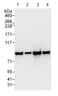 Western blot - Anti-ILF3 antibody (AB131004)