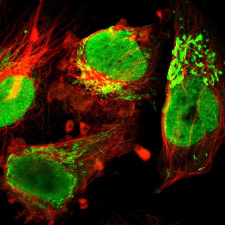 Immunocytochemistry/ Immunofluorescence - Anti-ILF3 Antibody (AB327172)