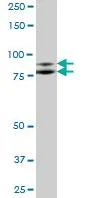 Western blot - Anti-ILF3 antibody (AB89100)