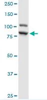 Western blot - Anti-ILF3 antibody (AB89100)
