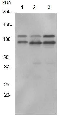 Western blot - Anti-ILF3 antibody [EPR3626] (AB92355)