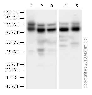 Western blot - Anti-ILF3 antibody [EPR3626] (AB92355)