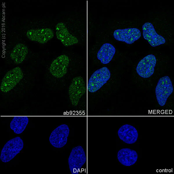 Immunocytochemistry/ Immunofluorescence - Anti-ILF3 antibody [EPR3626] - BSA and Azide free (AB232546)
