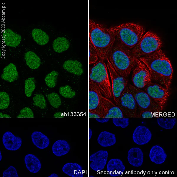 Immunocytochemistry/ Immunofluorescence - Anti-ILF3 antibody [EPR3627] (AB133354)