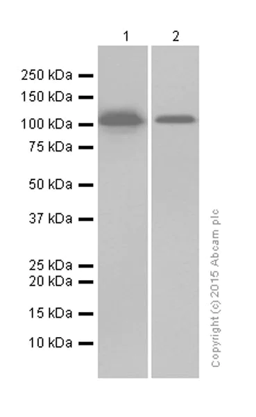 Western blot - Anti-ILF3 antibody [EPR3627] (AB133354)