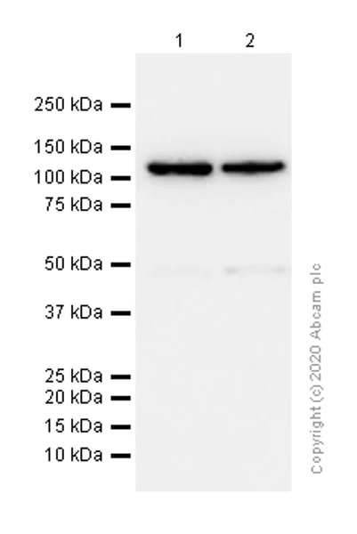 Western blot - Anti-ILF3 antibody [EPR3627] - BSA and Azide free (AB248492)