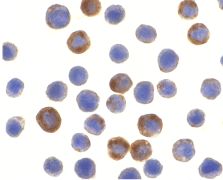 Immunocytochemistry - Anti-ILP2 antibody (AB9664), expandable thumbnail