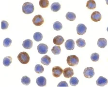 Immunocytochemistry - Anti-ILP2 antibody (AB9664)