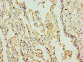 Immunohistochemistry (Formalin/PFA-fixed paraffin-embedded sections) - Anti-ILT-3 antibody (AB229747)