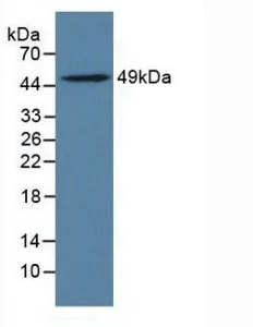 Western blot - Anti-ILT-3 antibody (AB231813)