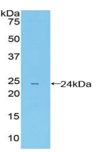 Western blot - Anti-ILT-3 antibody (AB231813)