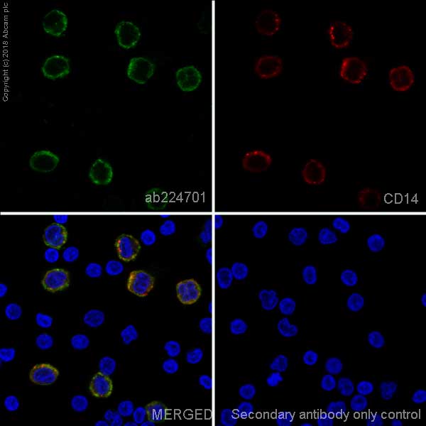 Immunocytochemistry/ Immunofluorescence - Anti-ILT-4 antibody [EPR22081] - BSA and Azide free (AB243107), expandable thumbnail