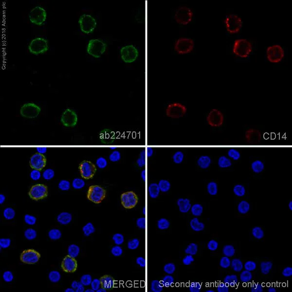 Immunocytochemistry/ Immunofluorescence - Anti-ILT-4 antibody [EPR22081] - Low endotoxin, Azide free (AB246796)