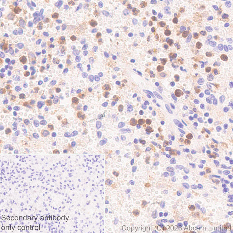 Immunohistochemistry (Formalin/PFA-fixed paraffin-embedded sections) - Anti-ILT-4 antibody [EPR29046-643] (AB327056)
