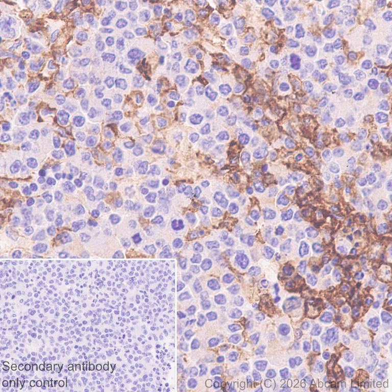 Immunohistochemistry (Formalin/PFA-fixed paraffin-embedded sections) - Anti-ILT-4 antibody [EPR29046-643] (AB327056)