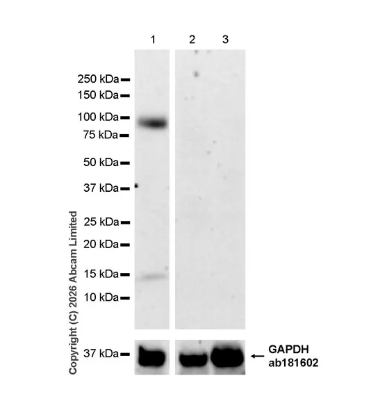 Western blot - Anti-ILT-4 antibody [EPR29046-643] - BSA and Azide free (AB327064)