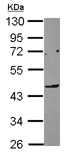 Western blot - Anti-ILT-7 antibody (AB111703)