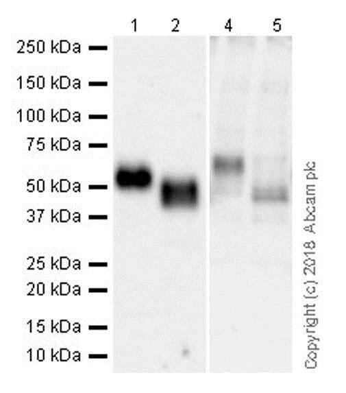 Western blot - Immune Checkpoint Inhibitors Panel - Human WB (AB278172)