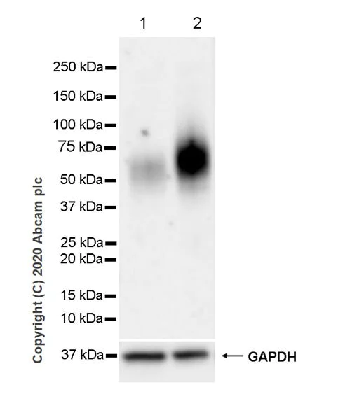 Western blot - Immune Checkpoint Inhibitors Panel - Human WB (AB278172)