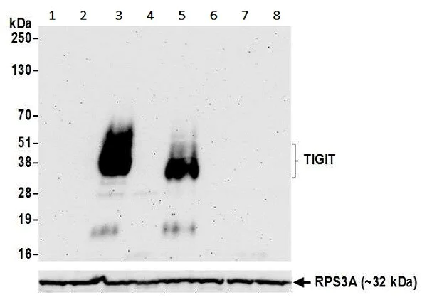 Western blot - Immune Checkpoint Inhibitors Panel - Human WB (AB278172)