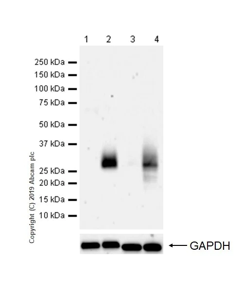 Western blot - Immune Checkpoint Inhibitors Panel - Human WB (AB278172)