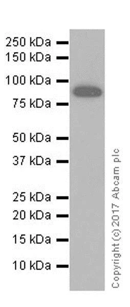 Western blot - Immune Checkpoint Inhibitors Panel - Human WB (AB278172)