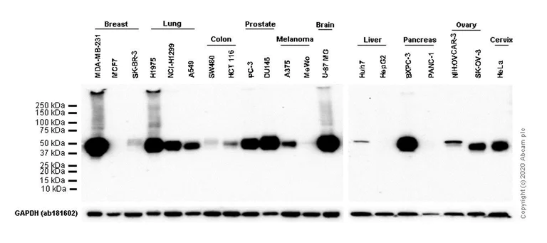 Western blot - Immune Checkpoint Inhibitors Panel - Human WB (AB278172)