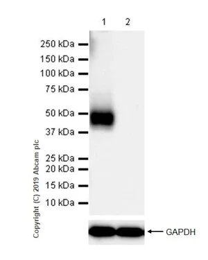 Western blot - Immune Checkpoint Inhibitors Panel - Human WB (AB278172)