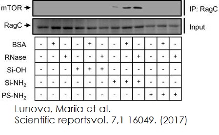 Functional Studies - Immunoprecipitation kit (AB206996), expandable thumbnail