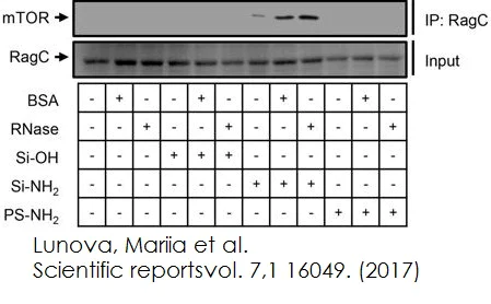 Functional Studies - Immunoprecipitation kit (AB206996)